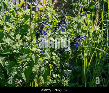 Salvia Noir et Bleu Guaranitica dans le jardin parmi les mauvaises herbes herbeuses vertes reedy Banque D'Images