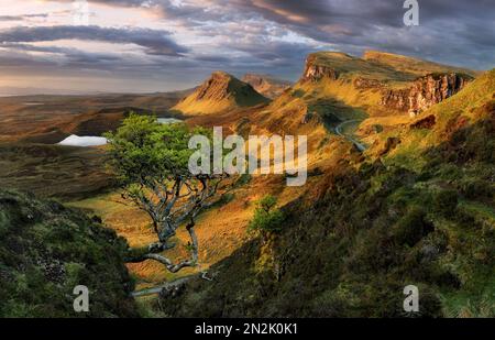 Paysage - vue populaire sur les arbres dans la lumière du matin sur Quiraing, île de Skye, Écosse. La lumière dorée de l'aube illumine cette scène emblématique Banque D'Images