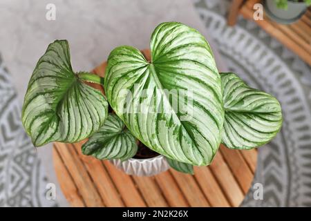 Maison tropicale 'Philodendron Mamei' avec motif argenté dans un pot de fleurs sur une table en bois Banque D'Images