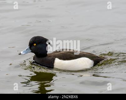 Un canard touffeté solitaire, (Aythya fuligula), également connu sous le nom de Tufted Pochard, sur un lac à Fleetwood, Lancashire, Royaume-Uni Banque D'Images