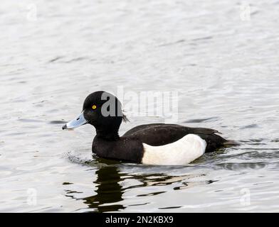 Un canard touffeté solitaire, (Aythya fuligula), également connu sous le nom de Tufted Pochard, sur un lac à Fleetwood, Lancashire, Royaume-Uni Banque D'Images