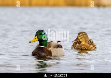 Une paire de canards colverts, (Anas platyrhynchos), sur un lac de Fleetwood, Lancashire, Royaume-Uni, (mâle au premier plan  Banque D'Images