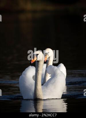 Une paire de Cygnes muets adultes, (Cygnus olor), nageant avec élégance sur un lac à Blackpool Lancashire, Royaume-Uni Banque D'Images