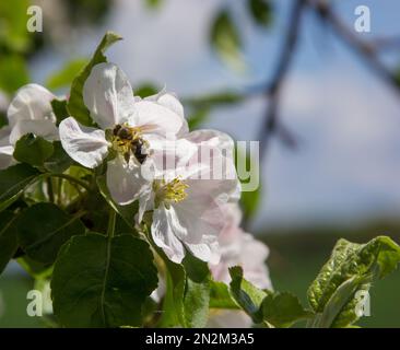 pommier fleuri dans le jardin. les abeilles collectent le nectar et le pollen Banque D'Images