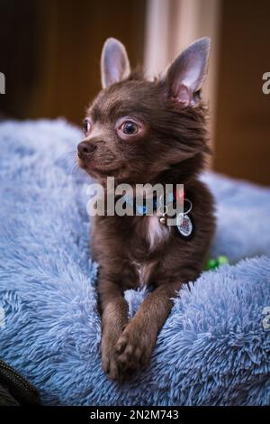 Lilas mignon cheveux longs chiot chiwawa - photographie de gros plan Banque D'Images