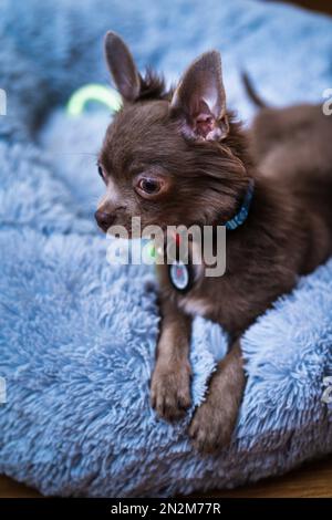 Lilas mignon cheveux longs chiot chiwawa - photographie de gros plan Banque D'Images