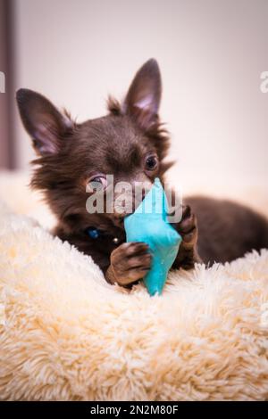 Lilas mignon cheveux longs chiot chiwawa - photographie de gros plan Banque D'Images