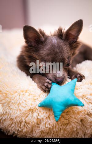 Lilas mignon cheveux longs chiot chiwawa - photographie de gros plan Banque D'Images