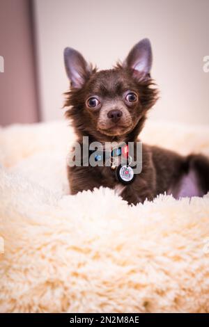 Lilas mignon cheveux longs chiot chiwawa - photographie de gros plan Banque D'Images