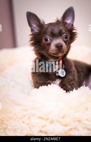 Lilas mignon cheveux longs chiot chiwawa - photographie de gros plan Banque D'Images