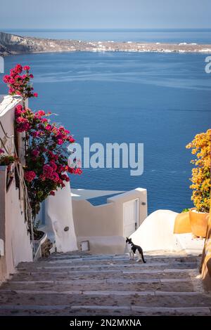Chat isolé parmi des fleurs colorées qui poussent sur les murs de vieux bâtiments traditionnels le long du chemin de marche de l'île de Santorini, en Grèce Banque D'Images