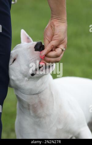 portrait du chien de taureau. gros plan Banque D'Images