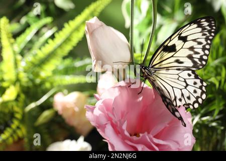 Beau papillon de papier de riz sur fleur rose dans le jardin Banque D'Images