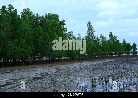 Avicennia Marina Forest Habitat qui pousse épaissir sur la surface boueuse de la mer, dans le village de Belo Laut pendant la journée Banque D'Images