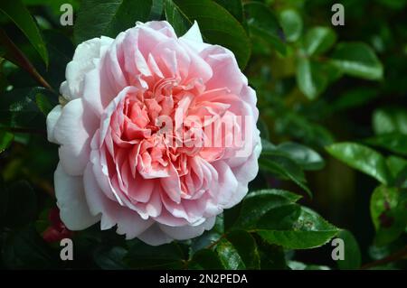 Single Pale Pink Rosa 'Wildeve' Double Rose Flower cultivé à RHS Garden Harlow Carr, Harrogate, Yorkshire, Angleterre, Royaume-Uni Banque D'Images