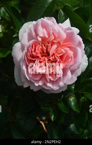 Single Pale Pink Rosa 'Wildeve' Double Rose Flower cultivé à RHS Garden Harlow Carr, Harrogate, Yorkshire, Angleterre, Royaume-Uni Banque D'Images