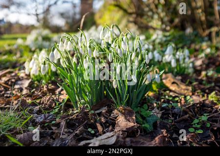 Brighton UK 7th février 2023 - Snowdrops en pleine floraison sur une matinée froide glaciale à Queens Park Brighton comme un autre temps froid est prévu pour la Grande-Bretagne au cours des prochains jours : Credit Simon Dack / Alay Live News Banque D'Images