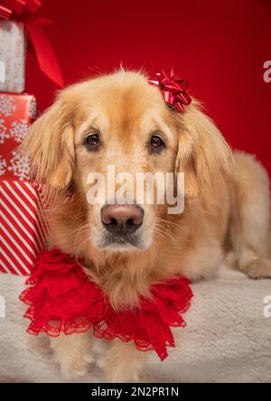 Gros plan d'un retriever d'or avec un noeud sur sa tête à côté d'une pile de cadeaux de Noël Banque D'Images