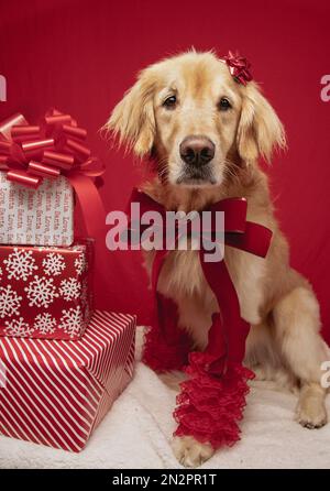 Gros plan d'un retriever d'or avec un noeud sur sa tête à côté d'une pile de cadeaux de Noël Banque D'Images