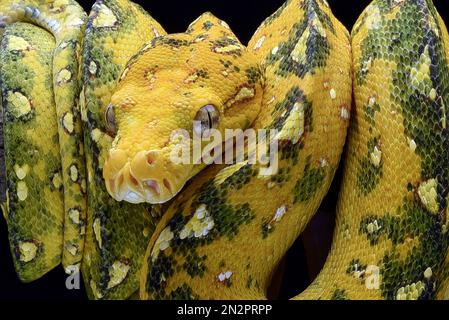 Gros plan d'un python d'arbre vert juvénile enroulé sur une branche, l'Indonésie Banque D'Images