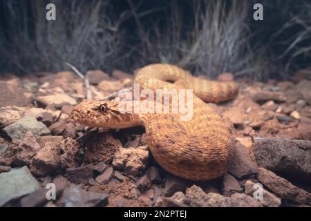 Escabeau de mort dans le désert (Acanthophis pyrrhus) sur substrat pierreux la nuit, Australie Banque D'Images