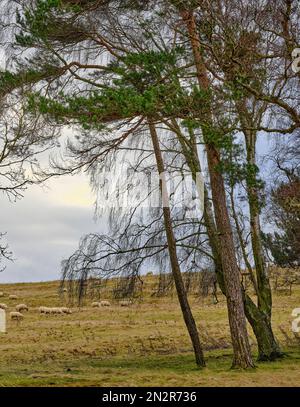 Derrière un cohabitant de bouleau argenté et de pin sylvestre, un troupeau de moutons se brouille sur les hautes pentes de la lande de Colsterdal à Breary Banks Banque D'Images