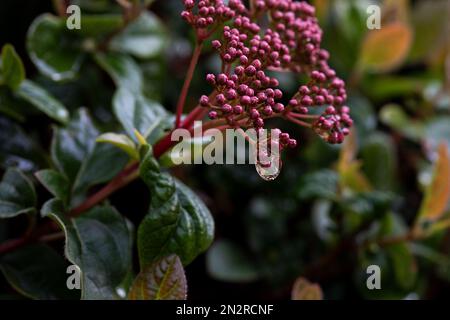 Bourgeons printaniers de viburnum tinus compactum. Gros plan de Viburnum Tinée fleur « Eve Price ». Inflorescence des fleurs non ouvertes du viburnum tinus. Banque D'Images