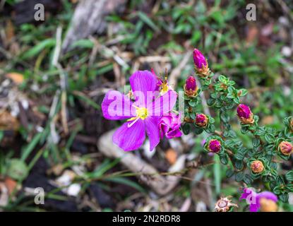 Les huit étamen osbeckia, est une espèce végétale du genre Osbeckia de la famille des Melastomataceae. Il est considéré comme endémique au Sri Lanka, Banque D'Images