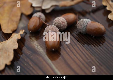 glands et feuilles de chêne sur fond humide en bois avec espace de copie Banque D'Images