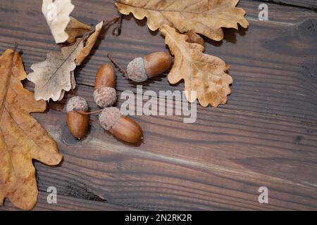 glands et feuilles de chêne sur fond humide en bois avec espace de copie Banque D'Images