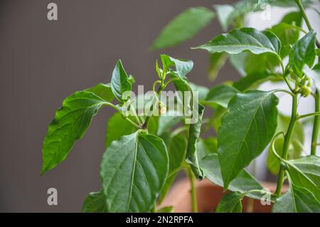 Jeunes plants de poivre et fleurs mourantes en contenant sur le rebord de la fenêtre. Maladie des légumes, fleurs séchées. L'agriculture biologique à domicile a échoué Banque D'Images