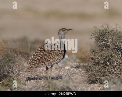 Outarde Houbara sur les plaines de Lanzarote un bastion local pour cette espèce. Banque D'Images