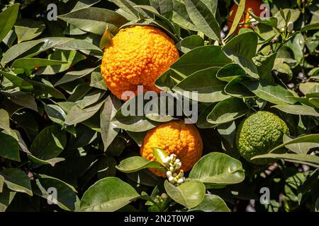 Oranges à la peau texturée sur un arbre à Séville, avec de nouvelles fleurs commençant à fleurir Banque D'Images