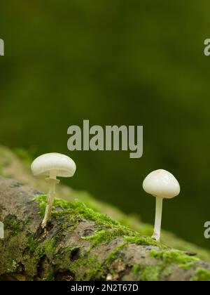 Champignon de la porcelaine (Oudemansiella mucida) qui pousse sur une branche pourrie dans une forêt des collines de Mendip, Somerset, Angleterre. Banque D'Images