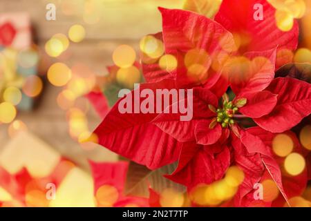 Poinsettia rouge avec effet bokeh, gros plan. Effet bokeh au premier plan Banque D'Images