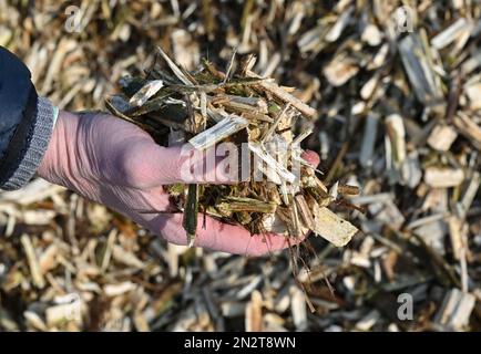 07 février 2023, Brandebourg, Stolzenhagen: Des peupliers qui ont été transformés en copeaux de bois sont présentés lors d'un événement de presse. Non seulement, mais surtout en période de crise énergétique et de combustibles coûteux, la biomasse durable est un élément de construction important pour fournir aux Berlinois un chauffage urbain sûr et durable, selon Vattenfall. À cette fin, la filiale de Vattenfall Energy Crops récolte cette année quelque 20 000 tonnes de copeaux de peuplier dans le Brandebourg et la Pologne voisine. La biomasse est considérée comme durable parce que sa combustion ne libère toujours que CO2 émissions, comme l'était le précédent Banque D'Images