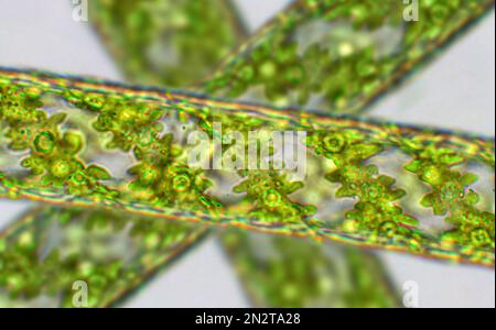 Spirogyra sp. Algues vertes sous la vue microscopique - chlorophyta, algues vertes Banque D'Images