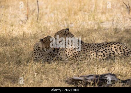 Cheetahs, Linyanti, Botswana Banque D'Images