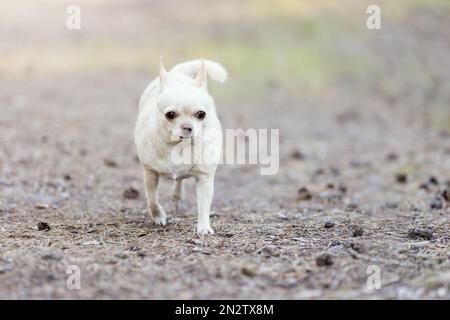 Vieux chien chihuahua de couleur blanche perdu à la nature et chercher le propriétaire Banque D'Images