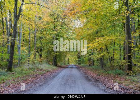 Arbres d'automne et de la piste à travers la forêt de Savernake, Marlborough, Wiltshire, Angleterre, Royaume-Uni, Europe Banque D'Images