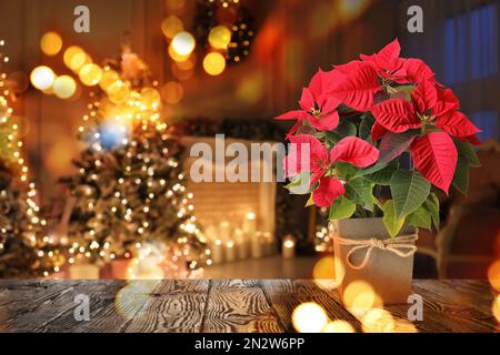 Noël traditionnel fleur de poinsettia sur la table dans la salle décorée, espace pour le texte Banque D'Images