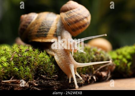 Escargots de jardin communs rampant sur la mousse verte, gros plan Banque D'Images