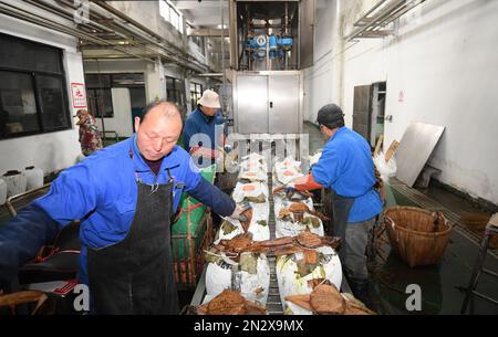 (230207) -- SHAOXING, le 7 février 2023 (Xinhua) -- les travailleurs scellent les crocks à vin avec des feuilles de lotus et des coquilles de bambou dans une brasserie à vin de riz dans le district de Yuecheng de Shaoxing, dans la province de Zhejiang, en Chine orientale, le 7 février 2023. Shaoxing est l'une des plus importantes bases de production et de vente de vin de riz jaune en Chine. Le vin Shaoxing est encore produit par les habitants de nos jours avec la méthode traditionnelle de brassage. Les techniques de préparation du vin de riz Shaoxing ont été classées comme patrimoine culturel immatériel national en 2006. À l'heure actuelle, il existe plus de 50 entreprises de production et d'exploitation de vin de riz jaune à Shaoxing, wi Banque D'Images