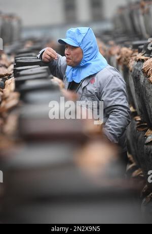 (230207) -- SHAOXING, 7 février 2023 (Xinhua) -- le Winemaker Wang Linxiang goûte du vin dans une brasserie à vin de riz dans le district de Shangyu de Shaoxing, dans la province de Zhejiang, en Chine orientale, le 7 février 2023. Shaoxing est l'une des plus importantes bases de production et de vente de vin de riz jaune en Chine. Le vin Shaoxing est encore produit par les habitants de nos jours avec la méthode traditionnelle de brassage. Les techniques de préparation du vin de riz Shaoxing ont été classées comme patrimoine culturel immatériel national en 2006. À l'heure actuelle, il existe plus de 50 entreprises de production et d'exploitation de vin de riz jaune à Shaoxing, avec une production industrielle va Banque D'Images