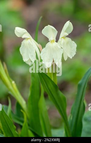 Roscoea Kew Beauté, vivace, fleurs d'ivoire ressemblant à des orchidées Banque D'Images