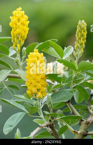 Argyrocytisus battandieri, balai d'ananas, balai marocain, arbuste à feuilles caduques, fleurs jaunes en grappes Banque D'Images