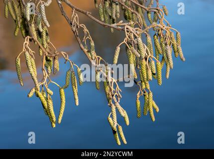 Les chatons de l'Alder se développent au début de l'hiver et commencent à s'ouvrir à la fin de l'hiver. Ce sont les fleurs mâles produisant du pollen. Banque D'Images