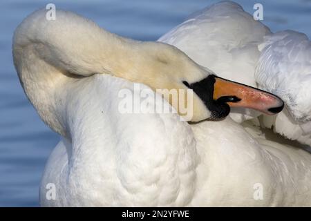 Les Cygnes muets sont l'un des plus grands oiseaux d'eau volant du Royaume-Uni. Ils passent beaucoup de temps à garder leur plumage en état de santé. Leur long cou flexible aide Banque D'Images