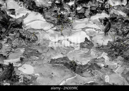 Fissures esthétiques dans une flaque d'eau gelée dans les bois Banque D'Images