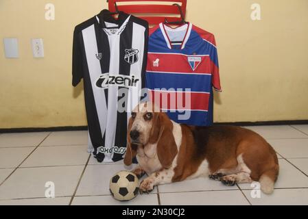 Fortaleza, Brésil. 06th févr. 2023. Ce mardi (7), l'équipe de Ceara SC affrontera l'équipe de Fortaleza EC dans le championnat de Cearense à 9 h 35pm au stade Presidente Vargas. Ce sera le classique de 100th. Dans la photo: Hillary (11) de race Basset Hound porte le maillot de Ceará SC, Fortaleza EC et pose ensuite à côté des deux chemises. (Caior Rocha/SPP) crédit: SPP Sport Press photo. /Alamy Live News Banque D'Images